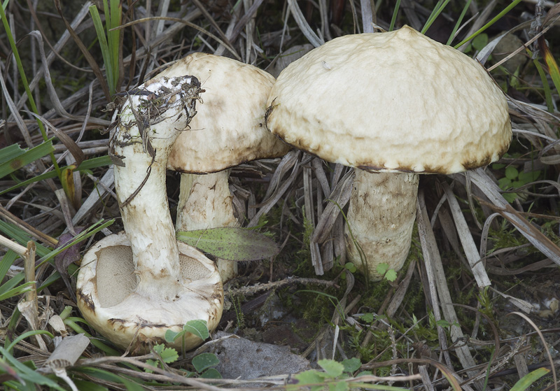 Suillus viscidus